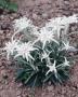 Seminte profesionale  Leontopodium alpinum - Floare de Colt - imagine 49501